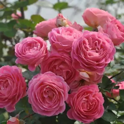 起初园艺月季花苗 小魔女甜心 多头丰花勤花欧月灌木