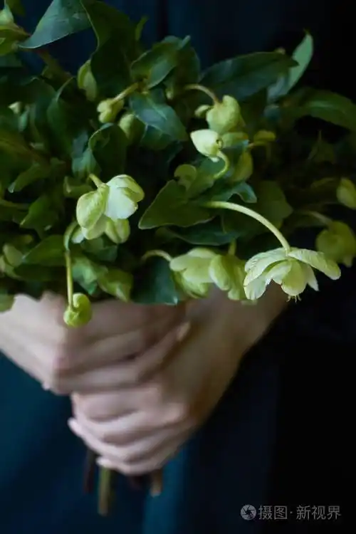 特写镜头一个穿着绿色连衣裙的女人手里拿着一束盛开的hellebore鲜花
