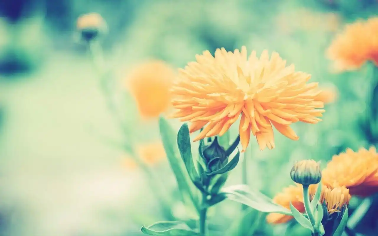 春天唯美小清新花卉植物桌面壁纸(6)