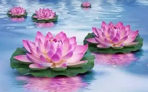 莲花在极乐世界是很重要的,我们到极乐世界就是在莲花中化生的.