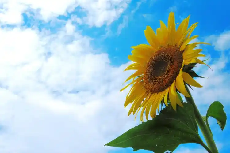 蓝天白云向阳花