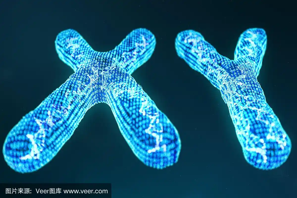 xy数字,人工染色体,带有携带遗传密码的dna.遗传学概念,人工智能概念.