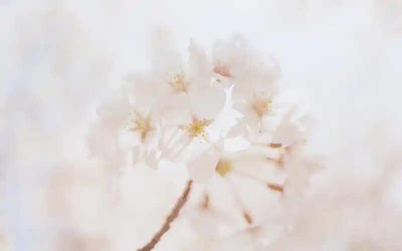 清新淡雅花卉图片桌面壁纸-植物壁纸-手机壁纸下载-美桌网