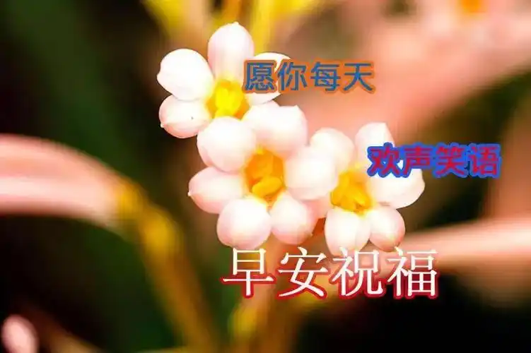 2020最美早上好动态图片表情带字和鲜花早安问候语配动态图片