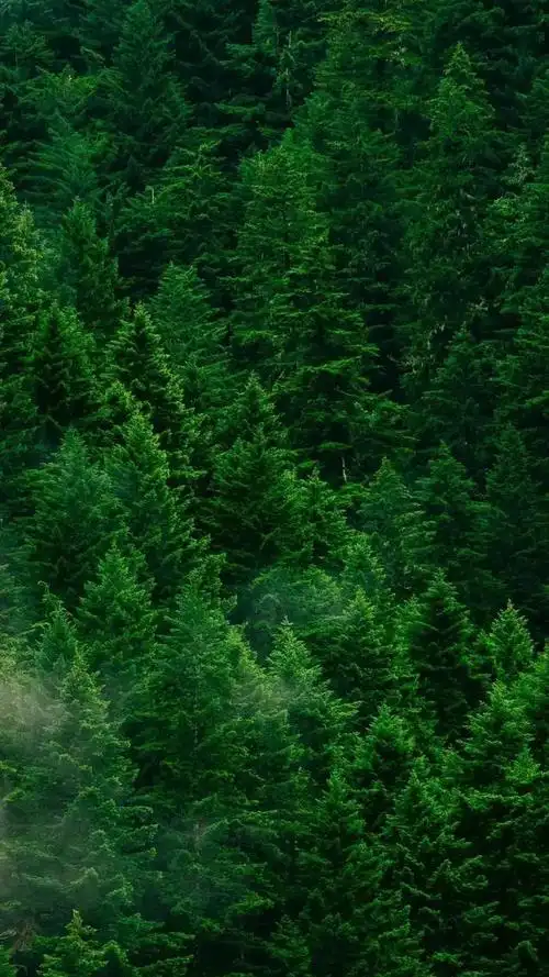 养眼小米高清壁纸:养眼的手机壁纸(16)