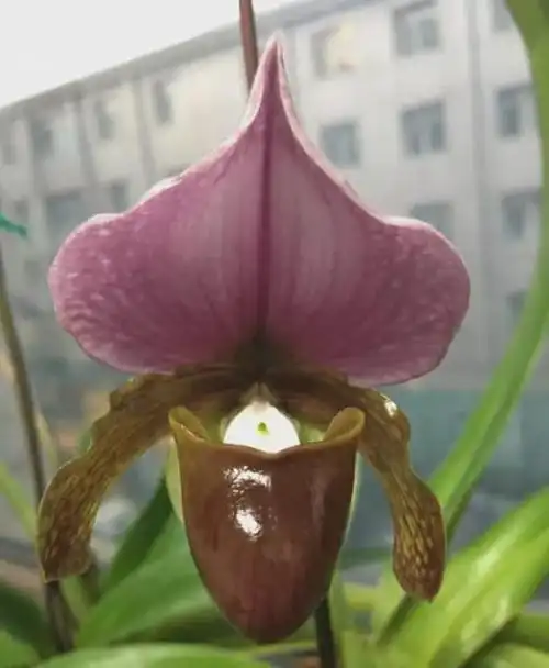 国家Ⅰ级濒危物种红旗兜兰的鉴赏辨识与保护现状