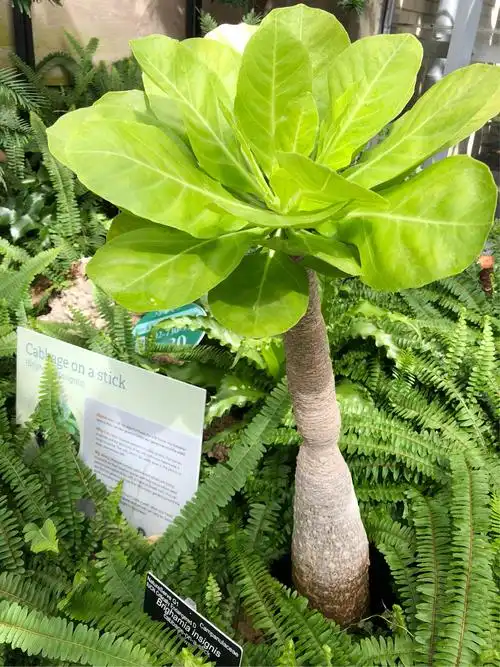 "哈哈,长在树上的白菜"