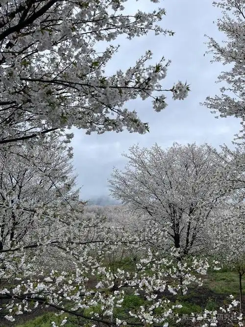 古玉收藏行家是如何炼成的一百二十七塖州市古董市场即存厮杀也见修养