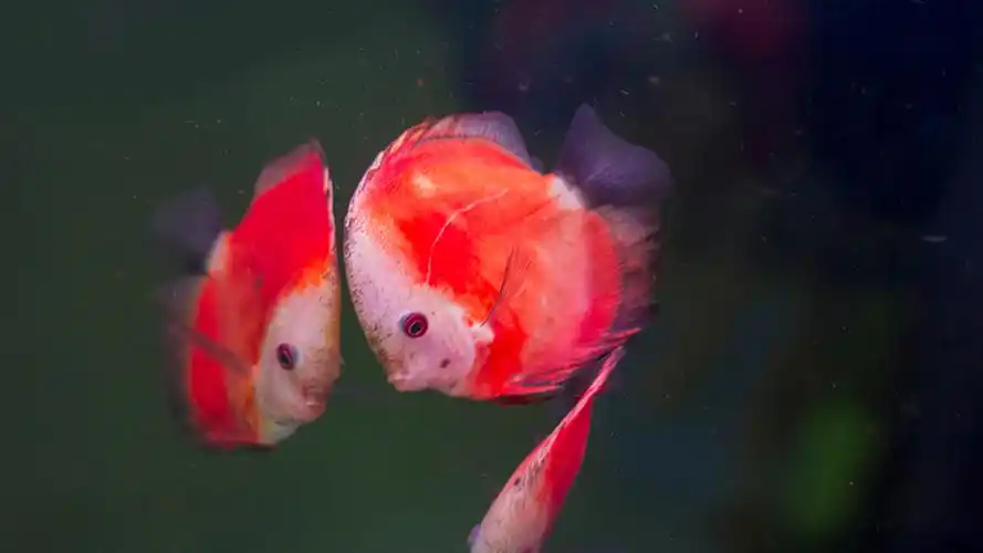 唯美观赏鱼高清桌面壁纸图片