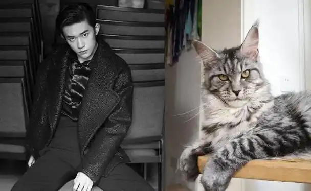 回顾10位像动物的明星王一博肖战能忍看到易烊千玺简直神似