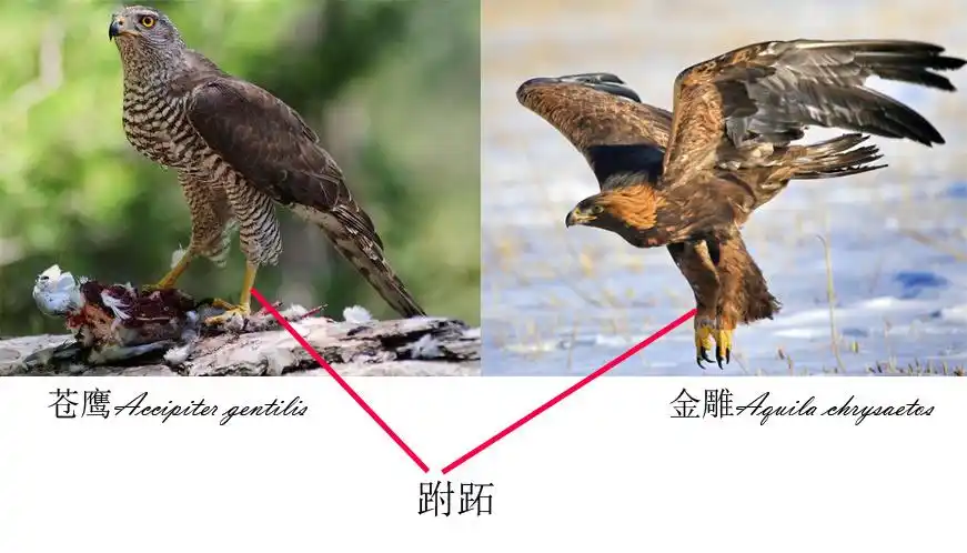 鹰隼雕枭的区别是什么