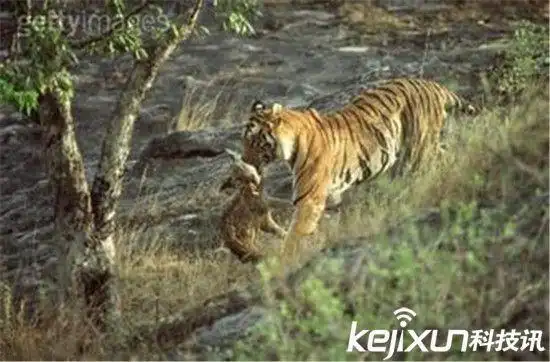 实拍动物园老虎吃人事件 老虎撕人全过程震惊!