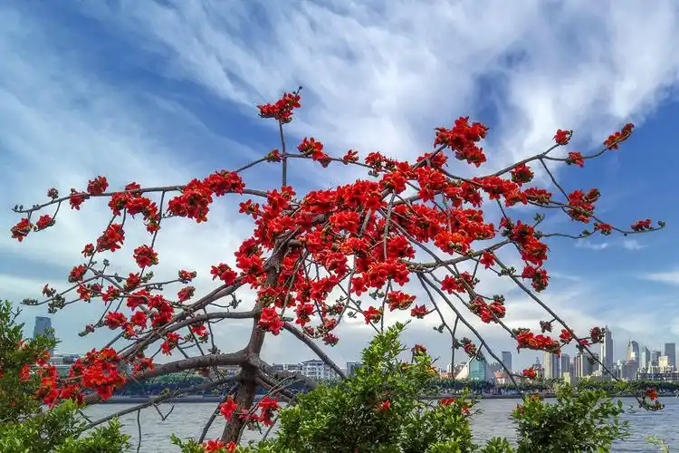 木棉花开红胜火