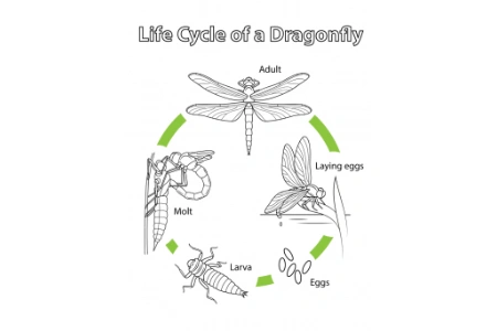 手工专题蜻蜓简笔画