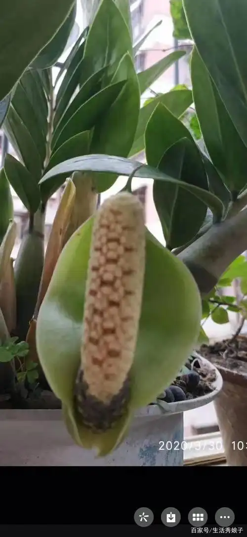 金钱树开花,花语代表是你要发财了