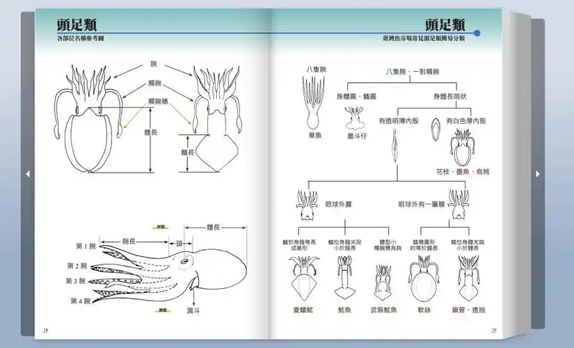 史上最强海鲜指南 一张图表教会分辨鱿鱼,花枝与软丝