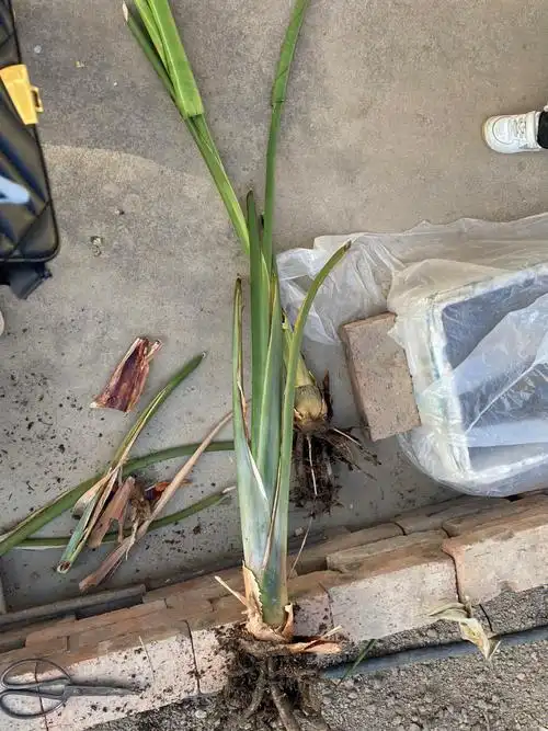 鹤望兰这样还能活吗