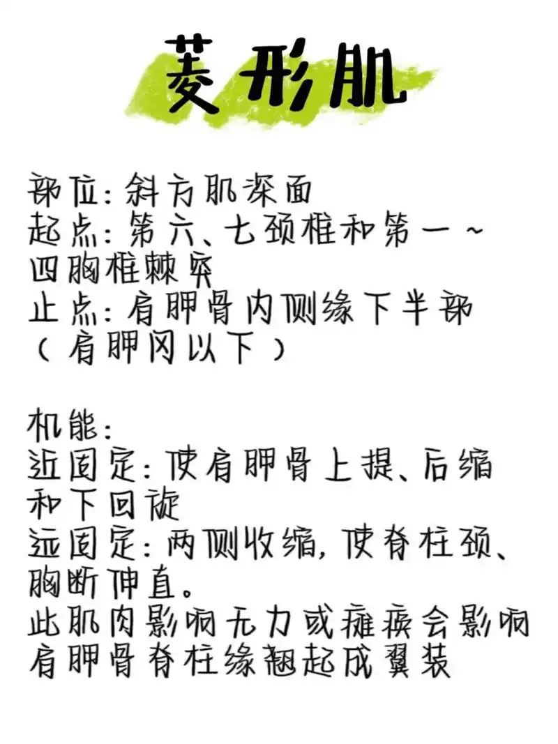 学习肩胛提肌和菱形肌 肩胛提肌部位:在胸锁乳突肌和斜方肌深面起点