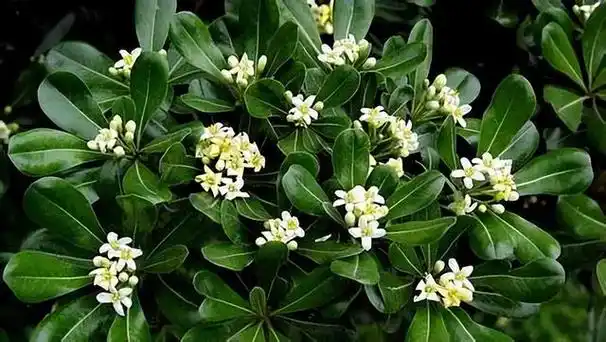 这种植物味道芳香,人称"七里香",是一种值得种植的观赏植物