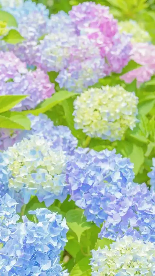 绣球花清新淡雅迷人微距摄影