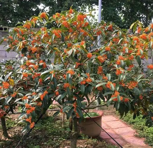 朱砂桂花喜迎中秋节,开花爆盆的朱砂桂太美,眼馋了朋