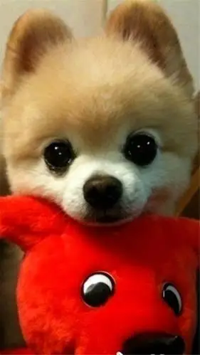 可爱萌狗手机壁纸,高清图片,手机锁屏桌面-壁纸族