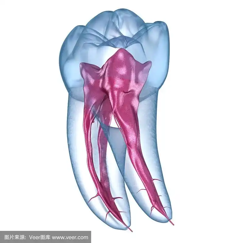 牙根解剖学-下颌第一磨牙.医学上准确的牙科3d插图