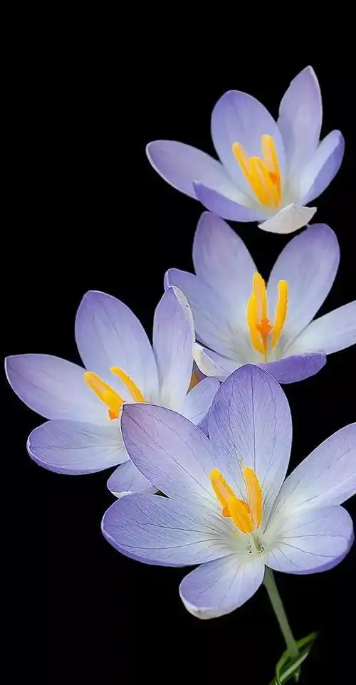 植物花卉高清壁纸护眼唯美小清新挺养眼的