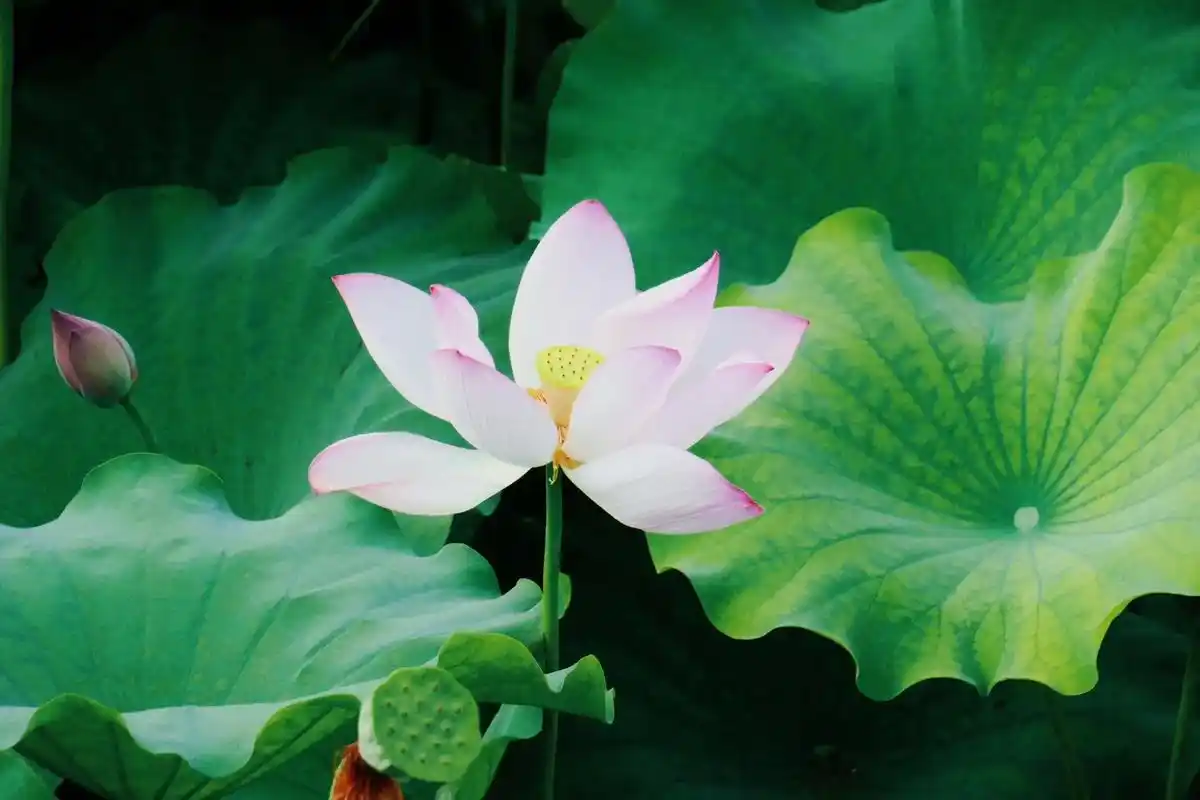 上善若水 花开富贵 心如止水们.来领取头像了#夏日荷花 - 抖音