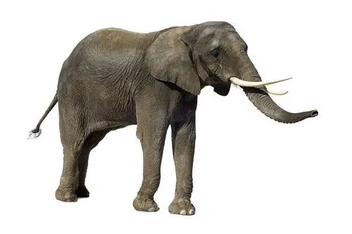 大象_正面_白色背景_图片大全—全景创意图库(quanjing.