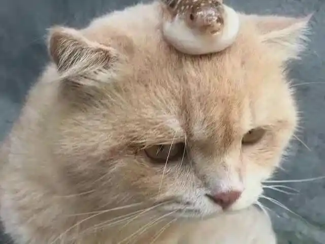 主人把河豚放在猫咪头上于是猫咪生气嘟着嘴表情太萌了