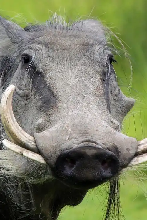 野猪,牙齿,野生动物