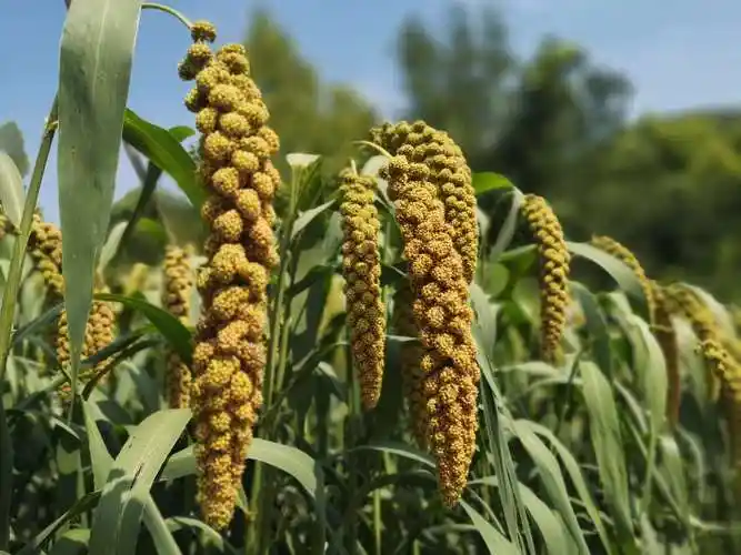 手机摄影又是一个丰收年南山谷子熟了2023825