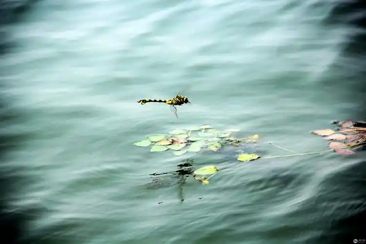 蜻蜓点水-人文纪实-光影中国网-36.01ny.cn - 光影中国