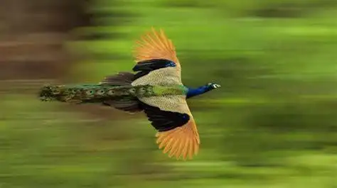 探花雀儿满天飞在线观看雀儿满天飞在线观看2022已更新今日动态