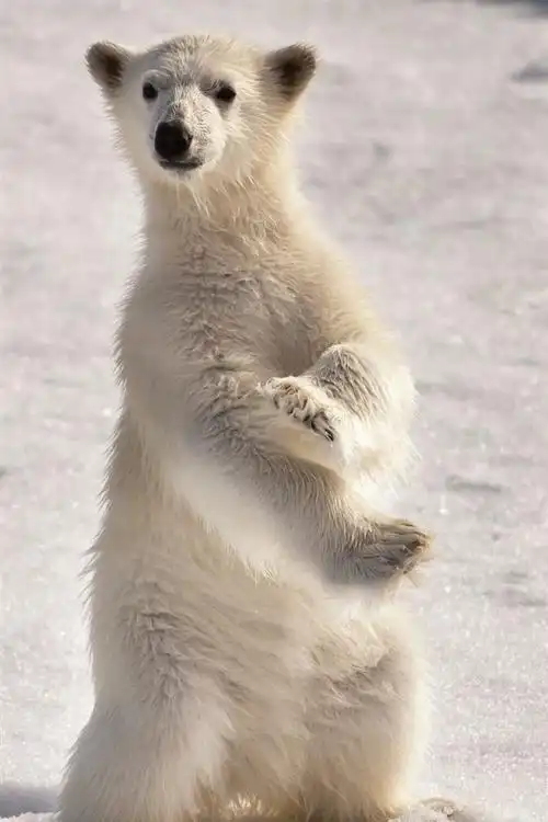 北极熊幼崽,站起来