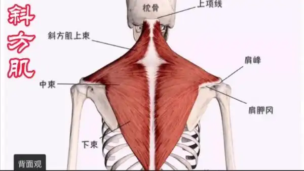 斜方肌人体解剖64.斜方肌人体解剖64.斜方肌