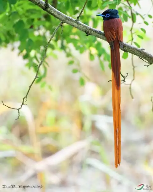 林鸟飘逸的长尾巴绶带图一荣获鸟网首页每日精华
