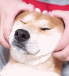 汪星人gif萌宠gif可爱gif狗狗gif