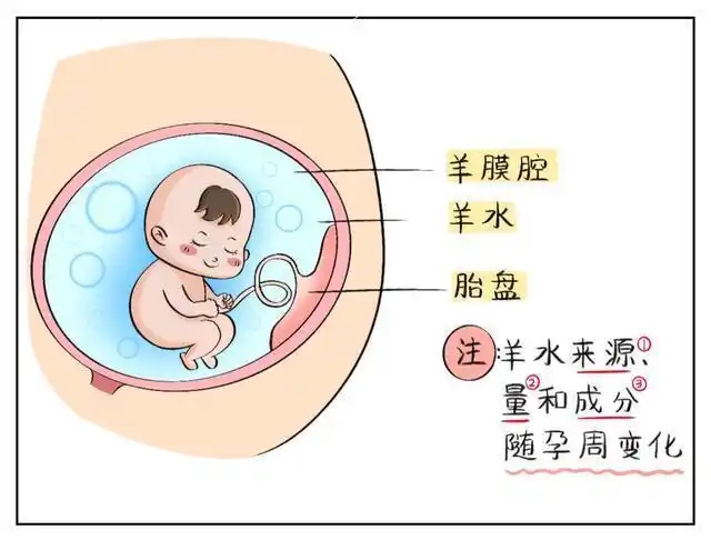 三个信号出现,孕妈羊水或有异常|羊水量|子宫|胎盘_网易订阅