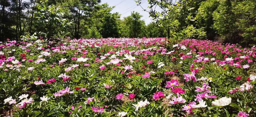 太峪北庄芍药园