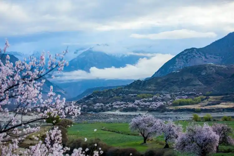 只为那片桃花林