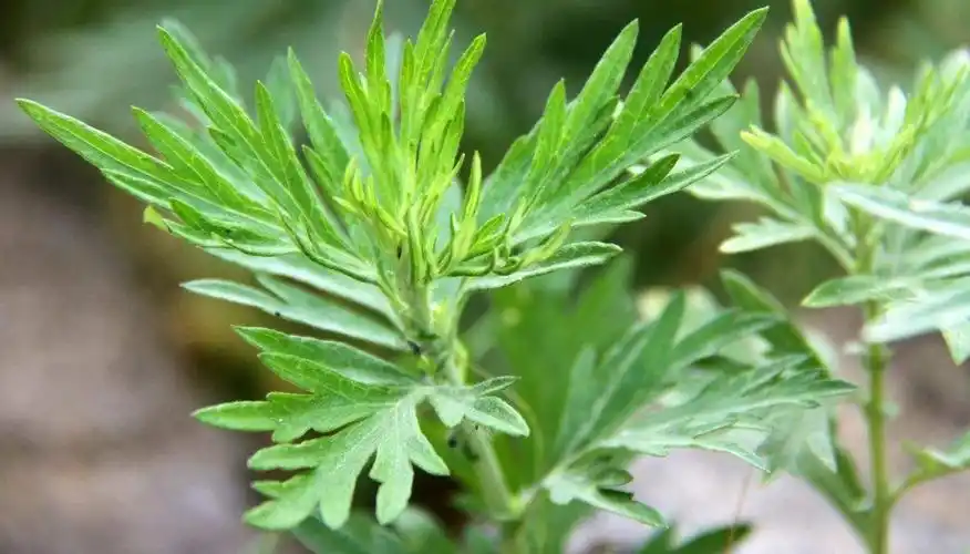 艾草的吃法(艾草的作用与功效有哪些)插图