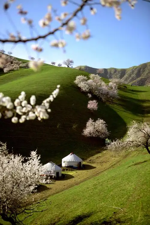 新疆伊犁野杏花 2