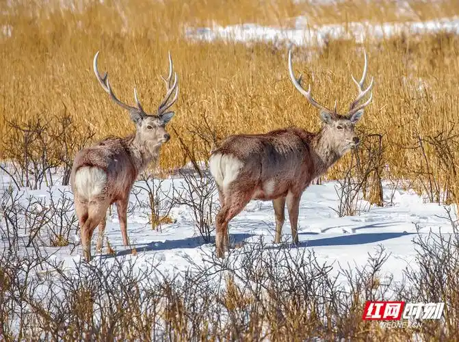 大自然的精灵│内蒙古的马鹿为2020的湖南人贡献表情包