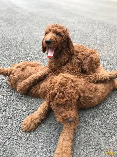 人形泰迪,泰迪plus,巨型贵宾犬特价出售!