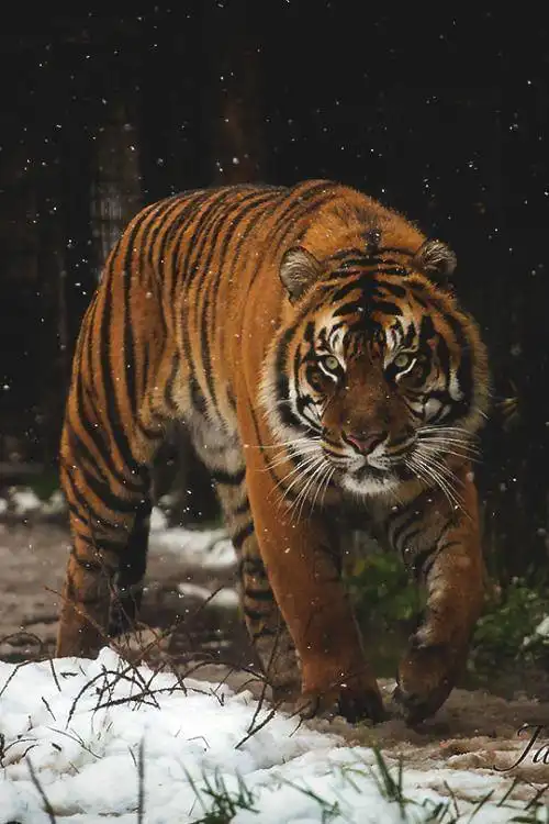 猛兽之王老虎除了凶猛之外还有这些你所不知道的地方