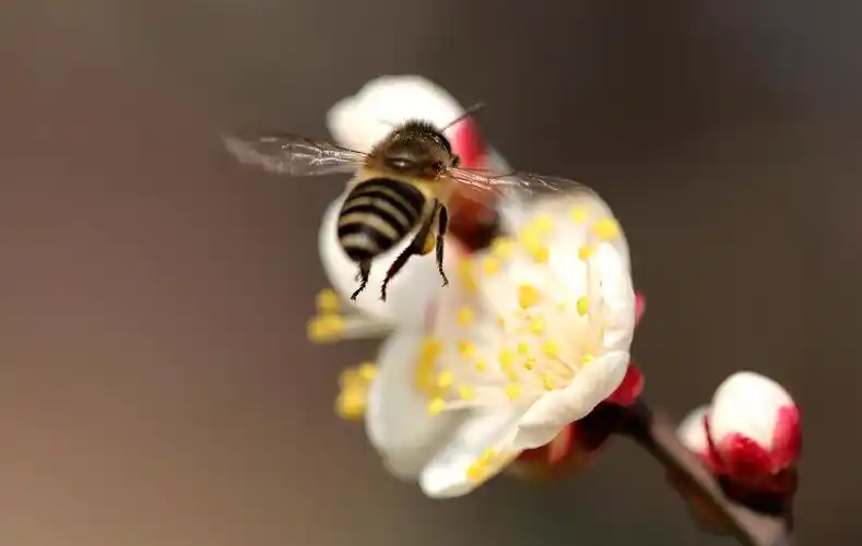 【首发】梅花怒放蜜蜂舞
