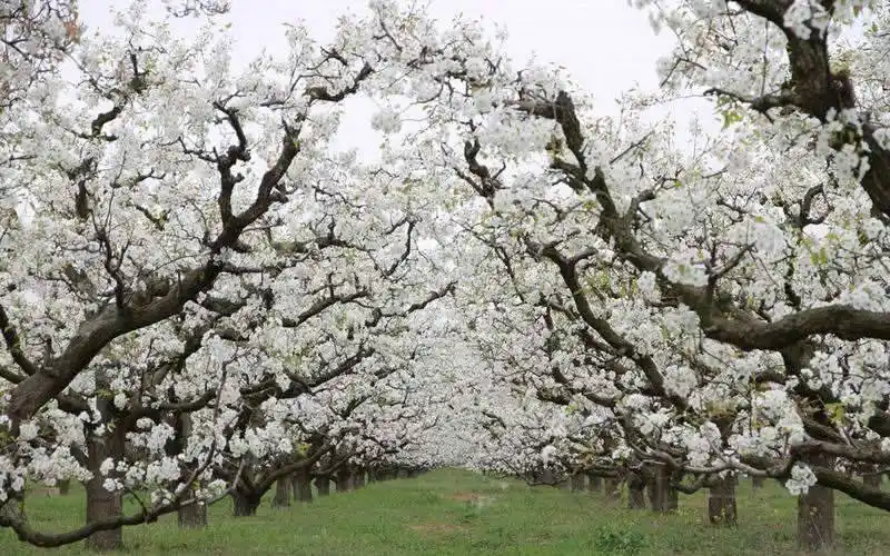 梨花海
