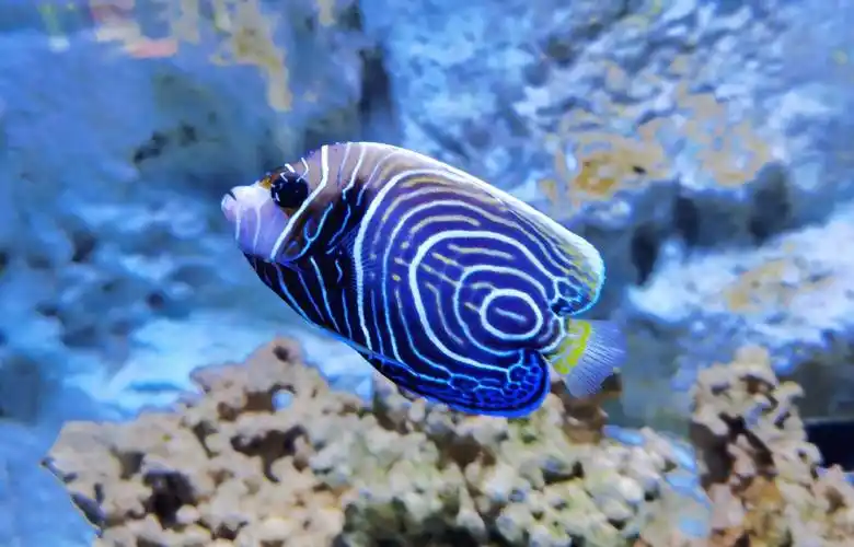 亲子陪玩  #海洋世界  #深圳旅游  #观澜海洋世界以为跟深圳动物园